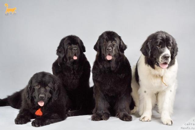 Фотография № 40047