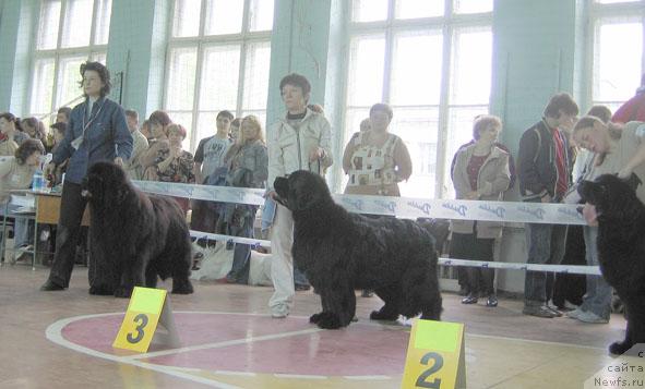 Фото: ньюфаундленд Lifeguard's American Style, ньюфаундленд Царский Роман из Медвежьего Яра (Tsarskiy Roman iz Medvejyego Yara), ньюфаундленд Египетский Фараон из Тихого Омута (Egipetsky Pharaon iz Tihogo Omuta)