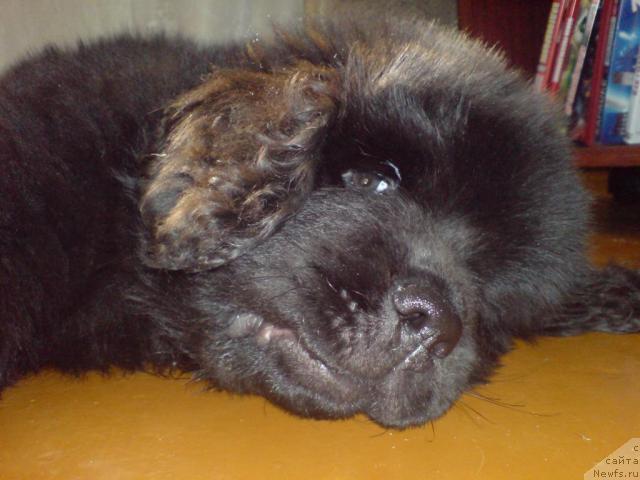 Фото: ньюфаундленд Уютная Долина Андрос Гриф