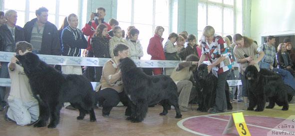 Фото: ньюфаундленд Коломба Нэра из Племени Кедра, ньюфаундленд Индиана Джуна из Тихого Омута (Indiana Dzhuna iz Tihogo Omuta), ньюфаундленд История Любви из Тихого Омута (Istoria Lubvi iz Tihogo Omuta), ньюфаундленд Шемаханская Царица (Shemahanskaya Tsaritsa)