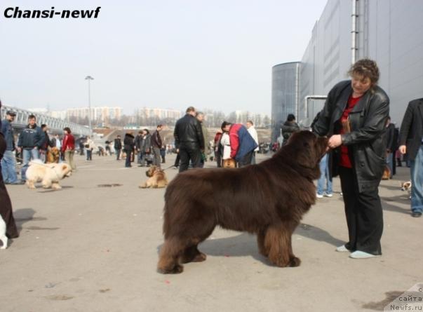 Фото: ньюфаундленд Супер Премиум Брабус, Ирина Панюшкина