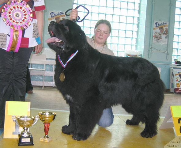 Фото: ньюфаундленд Египетский Фараон из Тихого Омута (Egipetsky Pharaon iz Tihogo Omuta)