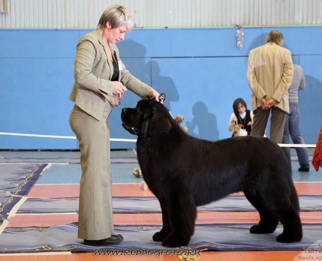 Фото: ньюфаундленд Giacomo vom Darius Land, Нина Базулина