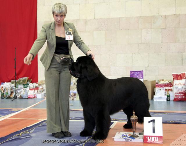 Фото: ньюфаундленд Giacomo vom Darius Land, Нина Базулина