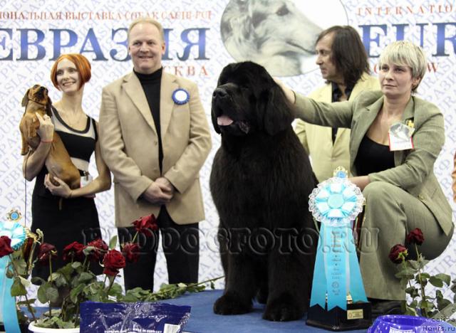 Фото: ньюфаундленд Giacomo vom Darius Land, Нина Базулина