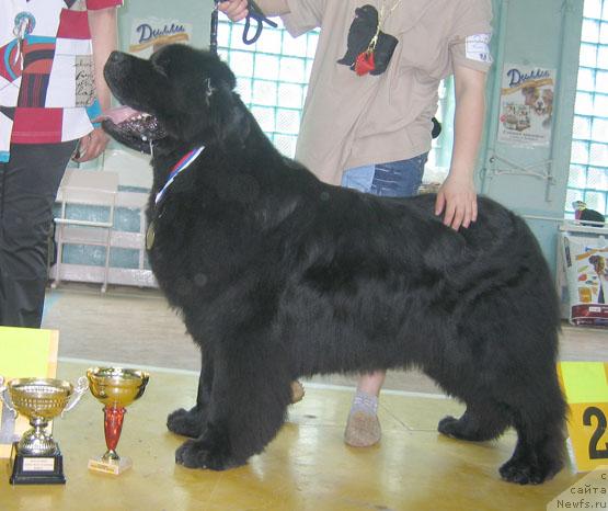Фото: ньюфаундленд Египетский Фараон из Тихого Омута (Egipetsky Pharaon iz Tihogo Omuta)