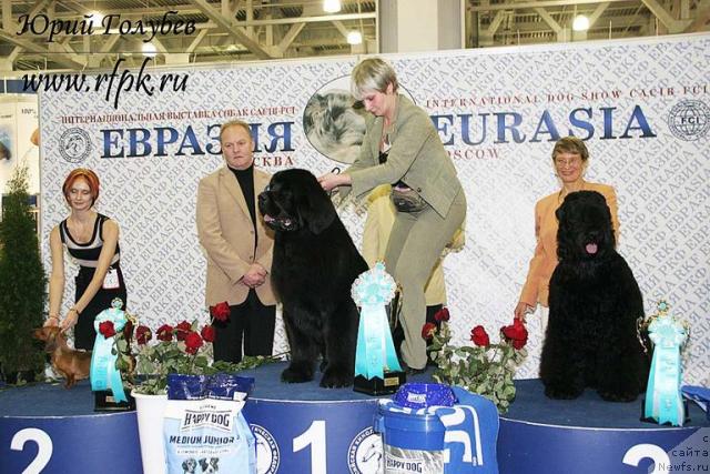 Фото: ньюфаундленд Giacomo vom Darius Land, Нина Базулина