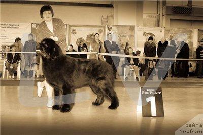 Фото: ньюфаундленд Акватория Келвин Золотой Медведь (Aquatoriya Kelvin Zolotoy Medved)