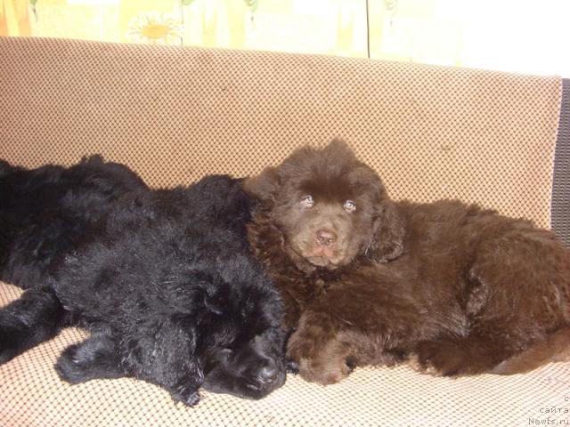 Фото: ньюфаундленд Бархатка Роскошная