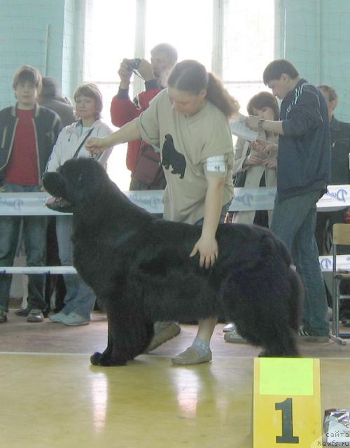 Фото: ньюфаундленд Египетский Фараон из Тихого Омута (Egipetsky Pharaon iz Tihogo Omuta)