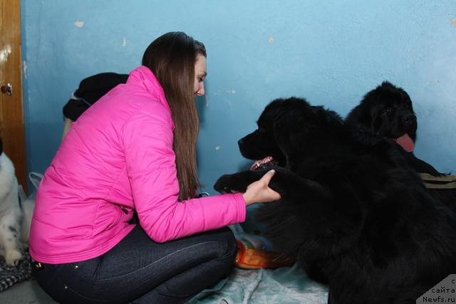 Фото: ньюфаундленд Ай Эм Богиня Моря (Ai Am Boginya Morya)