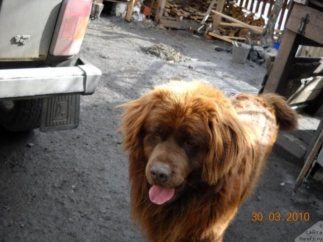 Фото: ньюфаундленд Бонд