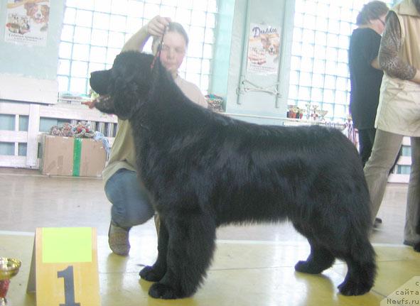 Фото: ньюфаундленд Шемаханская Царица (Shemahanskaya Tsaritsa)