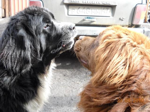 Фото: ньюфаундленд Питерньюф Желанная Моя, ньюфаундленд Бонд