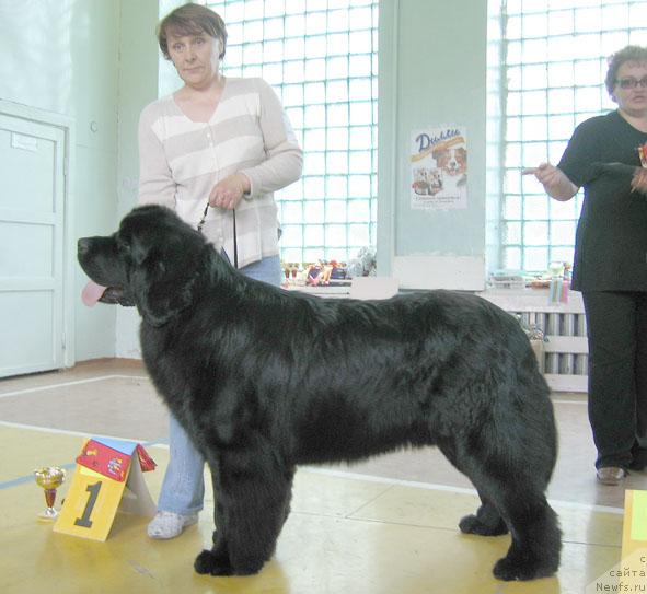 Фото: ньюфаундленд Шон О'Коннори Агент 007 (Shon O'Konnori Agent 007)