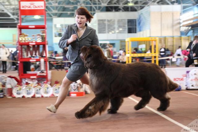 Фото: ньюфаундленд Aetna vom Riesrand