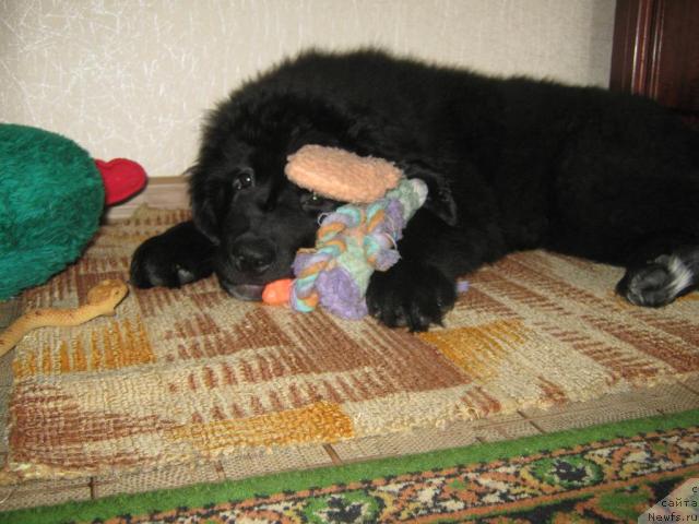 Фото: ньюфаундленд Юнона