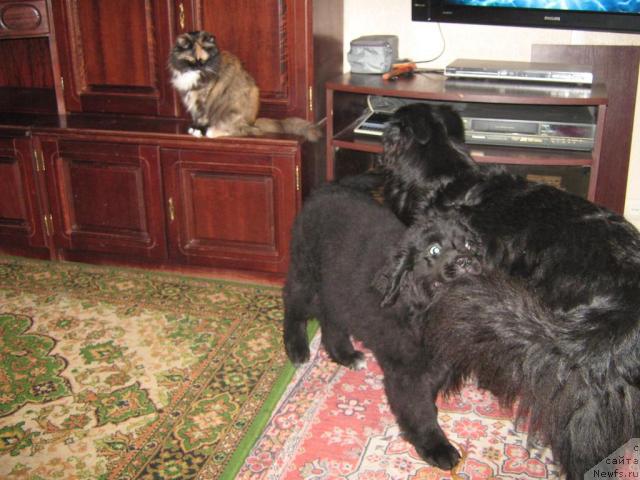 Фото: ньюфаундленд Юнона, Дан, Варя