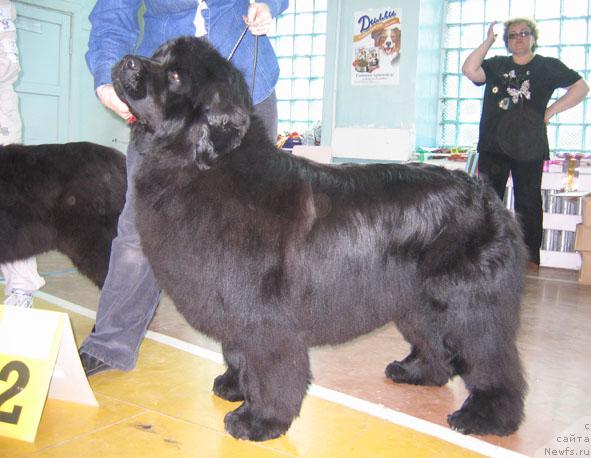 Фото: ньюфаундленд Юнспотид Хай Из Медвежьего Яра (Yunspotid Hay iz Medvejyego Yara)