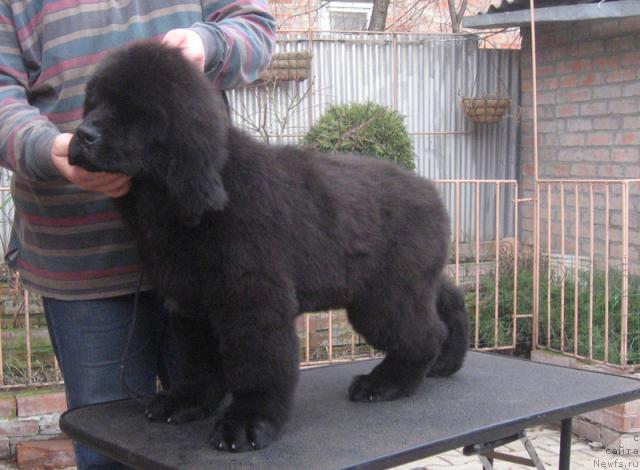 Фото: ньюфаундленд Профессионал с Берега Дона