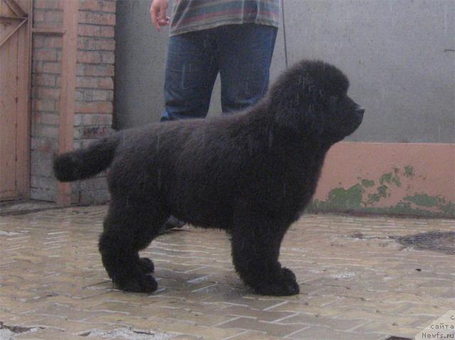 Фото: ньюфаундленд Профессионал с Берега Дона