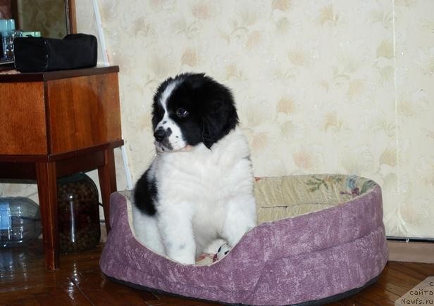 Фото: ньюфаундленд Хьюго Босс из Уникальной Коллекции