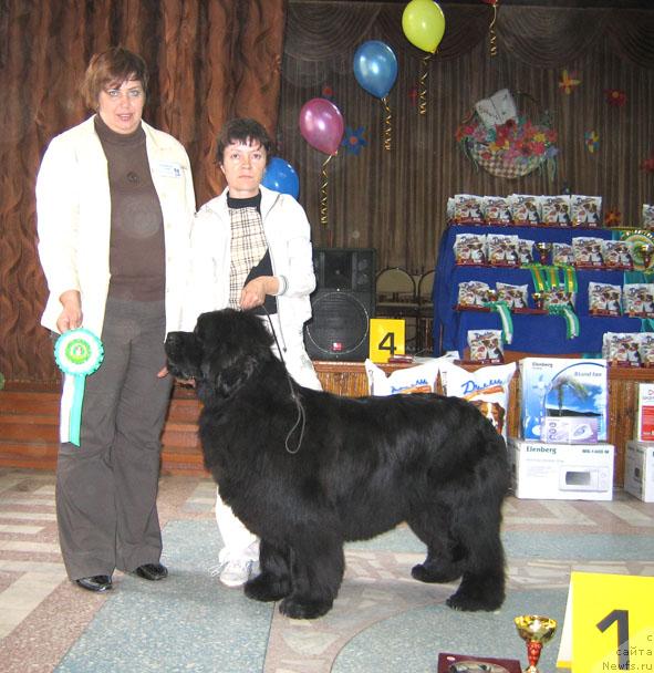 Фото: ньюфаундленд Юнспотид Хай Из Медвежьего Яра (Yunspotid Hay iz Medvejyego Yara)