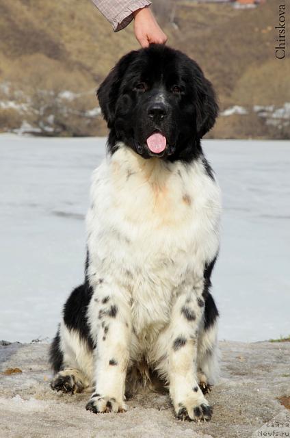 Фото: ньюфаундленд Питерньюф Плэй Бой (Piternyuf Play Boy)