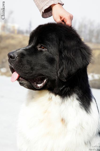 Фото: ньюфаундленд Питерньюф Плэй Бой (Piternyuf Play Boy)