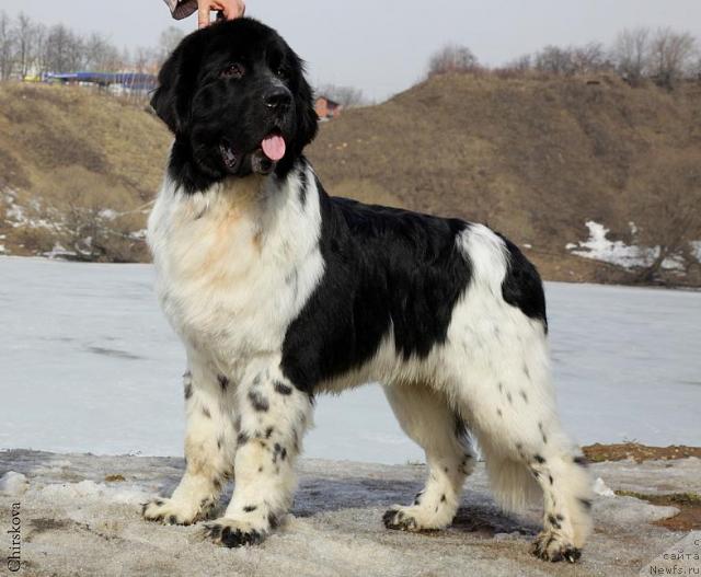 Фото: ньюфаундленд Питерньюф Плэй Бой (Piternyuf Play Boy)