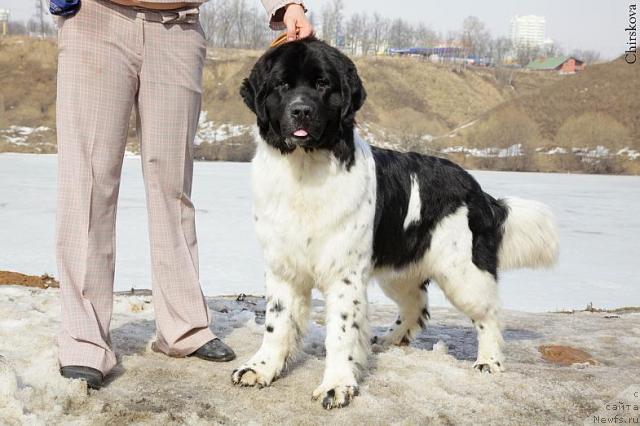 Фото: ньюфаундленд Питерньюф Продижи (Piternyuf Prodigy)