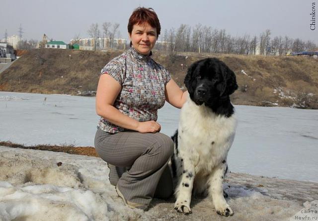Фото: ньюфаундленд Питерньюф Продижи (Piternyuf Prodigy), Ирина Веснина