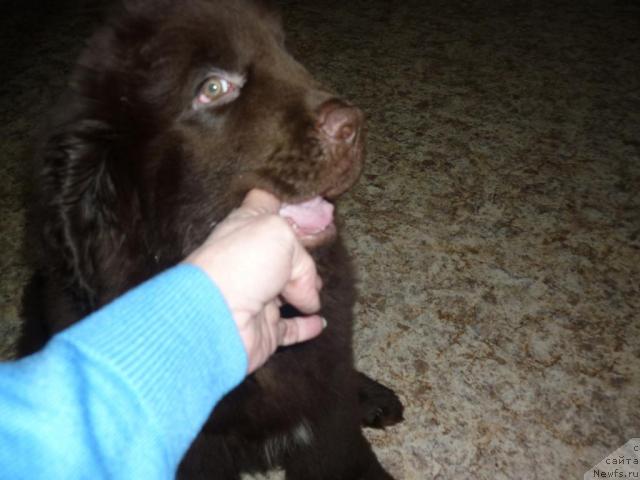 Фото: ньюфаундленд Фанньюф Ура Я с Вами