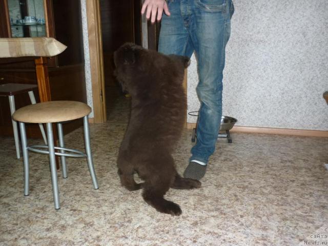 Фото: ньюфаундленд Фанньюф Ура Я с Вами, Володя, любимые поскакушки УРАши