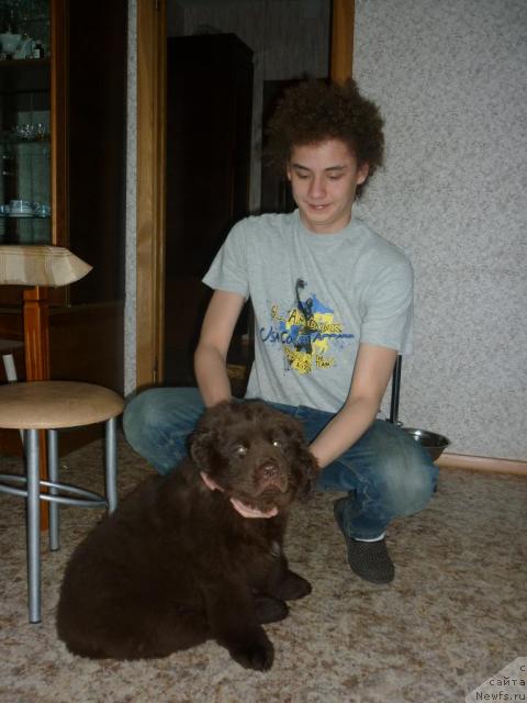 Фото: ньюфаундленд Фанньюф Ура Я с Вами, Володя
