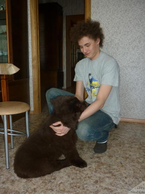 Фото: ньюфаундленд Фанньюф Ура Я с Вами, Володя