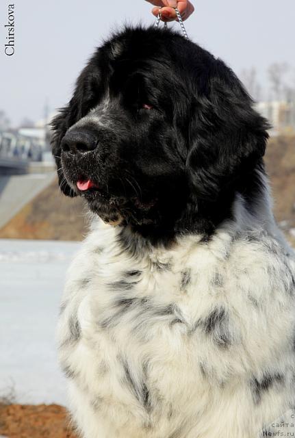 Фото: ньюфаундленд Маг Исполин Карте Бланч фор Питерньюф (Mag Ispolin Carte Blanche for Piternyuf)