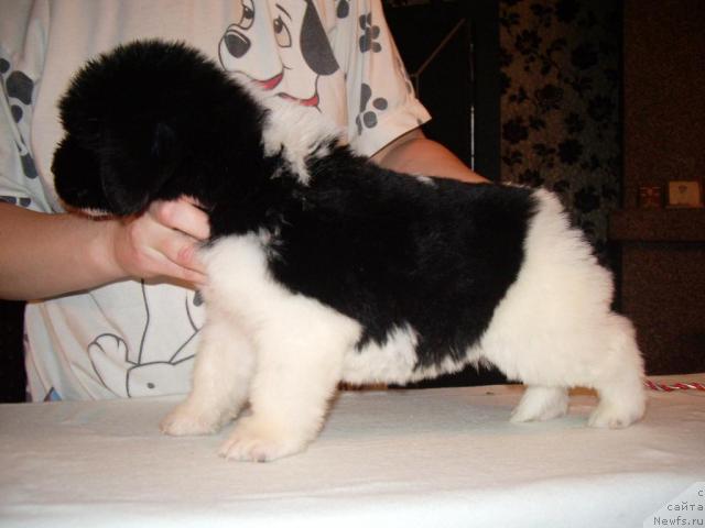 Фото: ньюфаундленд Супер Премиум Жошуа