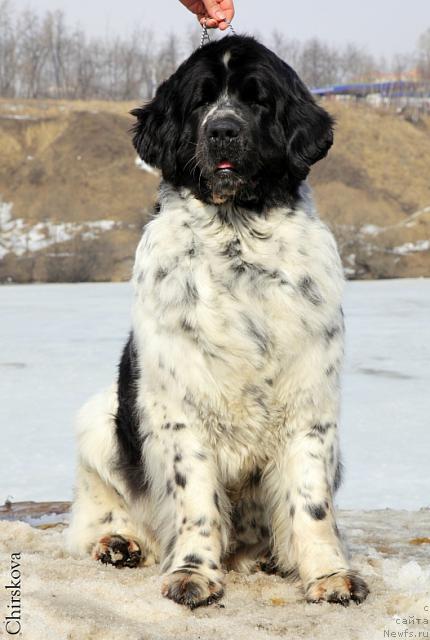 Фото: ньюфаундленд Маг Исполин Карте Бланч фор Питерньюф (Mag Ispolin Carte Blanche for Piternyuf)