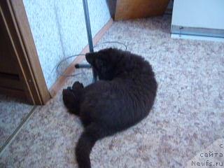 Фото: ньюфаундленд Фанньюф Ура Я с Вами