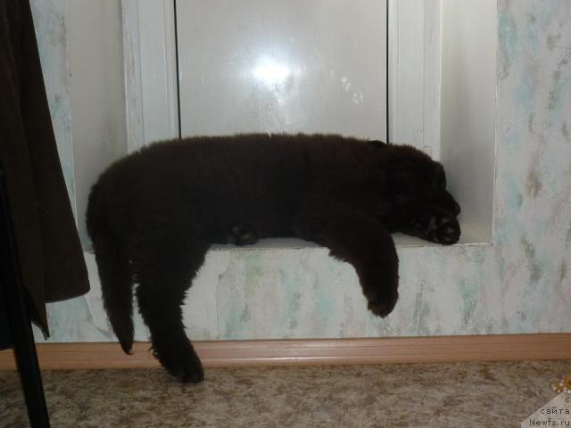 Фото: ньюфаундленд Фанньюф Ура Я с Вами