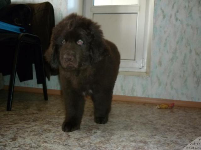 Фото: ньюфаундленд Фанньюф Ура Я с Вами