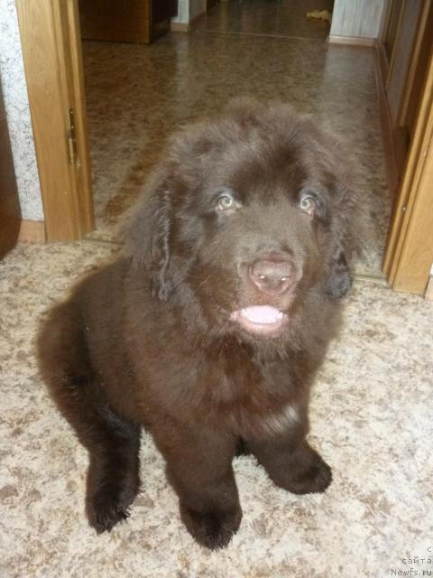 Фото: ньюфаундленд Фанньюф Ура Я с Вами