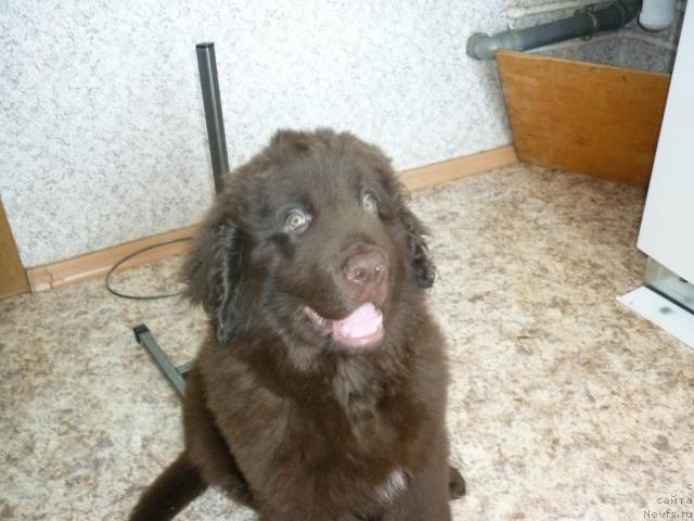 Фото: ньюфаундленд Фанньюф Ура Я с Вами