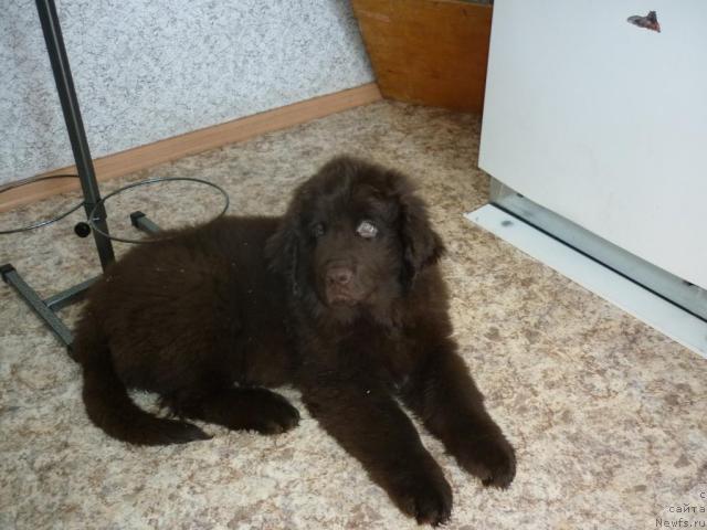 Фото: ньюфаундленд Фанньюф Ура Я с Вами