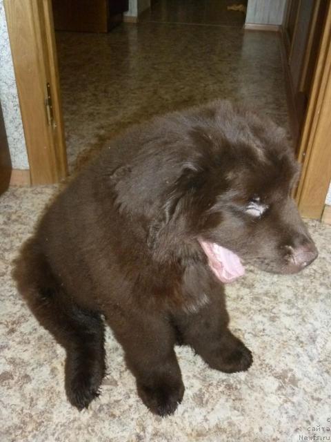 Фото: ньюфаундленд Фанньюф Ура Я с Вами