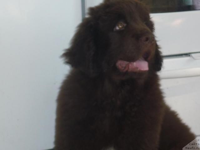 Фото: ньюфаундленд Фанньюф Ура Я с Вами