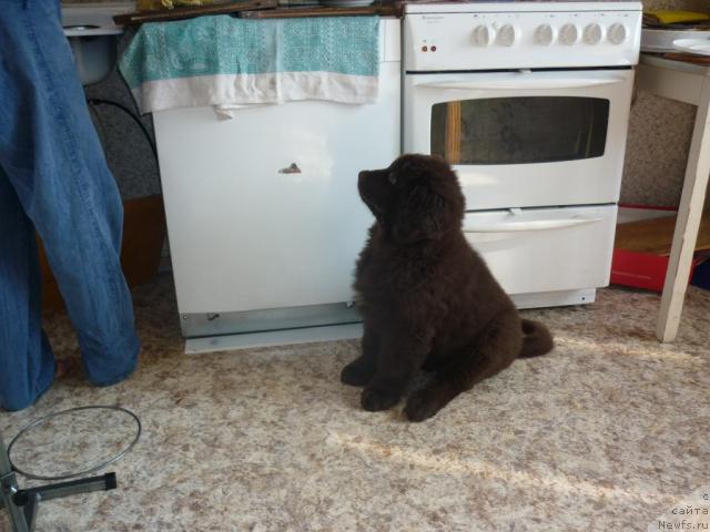 Фото: ньюфаундленд Фанньюф Ура Я с Вами