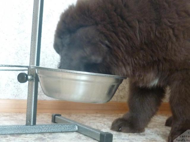 Фото: ньюфаундленд Фанньюф Ура Я с Вами