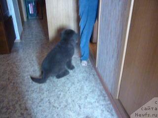 Фото: ньюфаундленд Фанньюф Ура Я с Вами